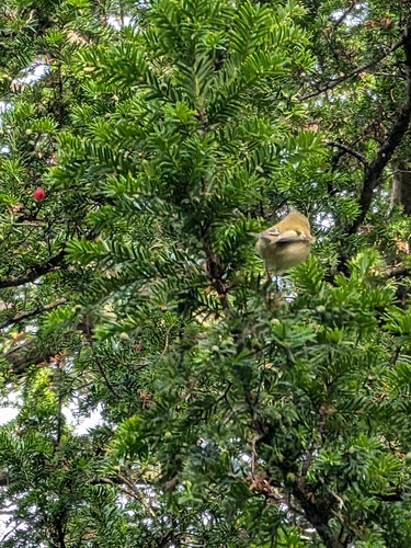 Goldcrest