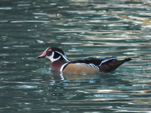 Wood Duck
