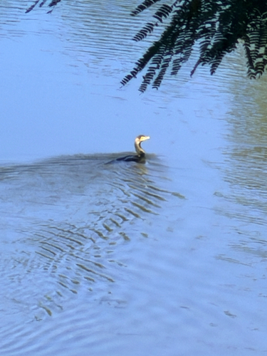 Double-crested Cormorant
