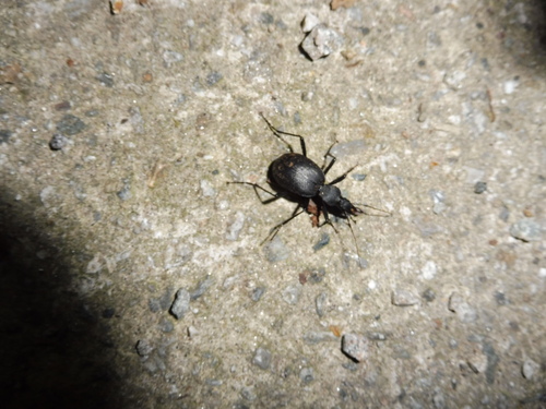 Cychrus italicus