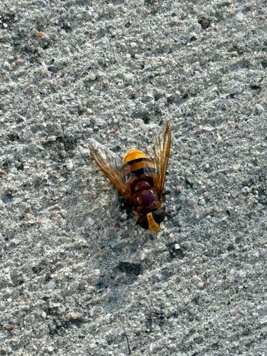 Hornet Mimic Hover Fly