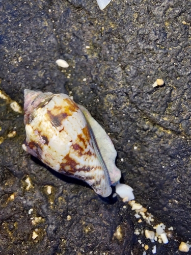 Strombus mutabilis observed 2026-10-06