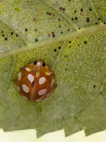 Orange Ladybird