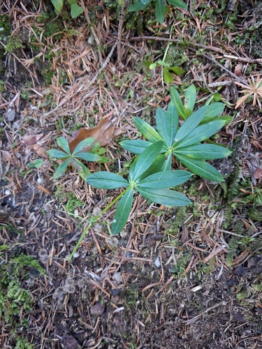 Sweet Woodruff