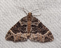 Ecliptopera silaceata albolineata