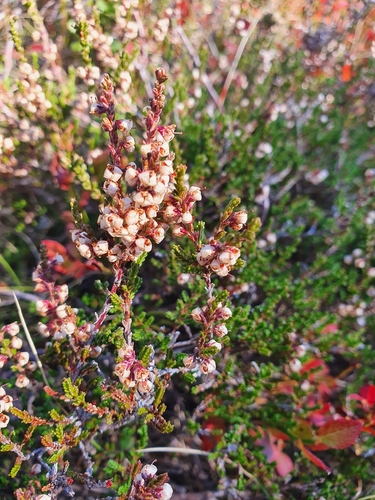 common heather