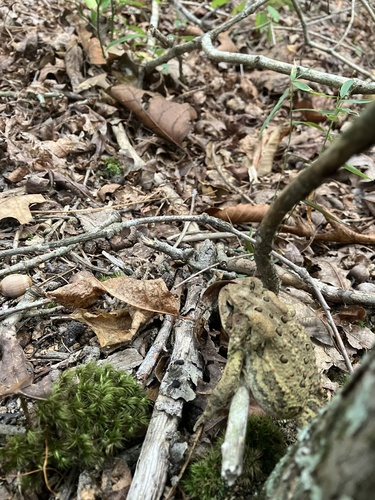 American Toad