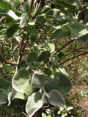 Leucophyllum ambiguum