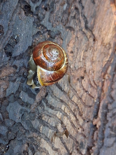 Copse Snail