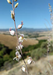 Streptanthus glandulosus albidus