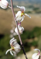 Streptanthus glandulosus albidus