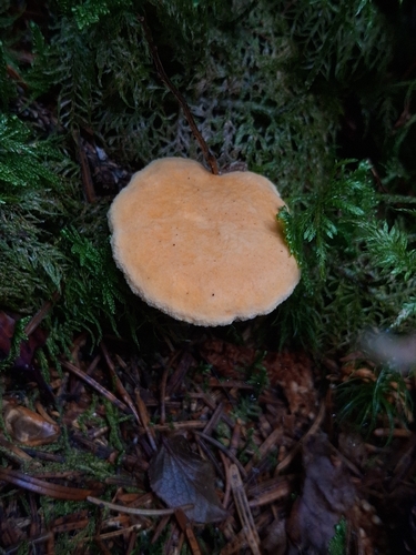 False Chanterelle