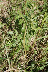 Alexander Dubynin, CC BY, iNaturalist via GBIF Glycyrrhiza uralensis, photograph Alexander Dubynin, CC BY, iNaturalist via GBIF