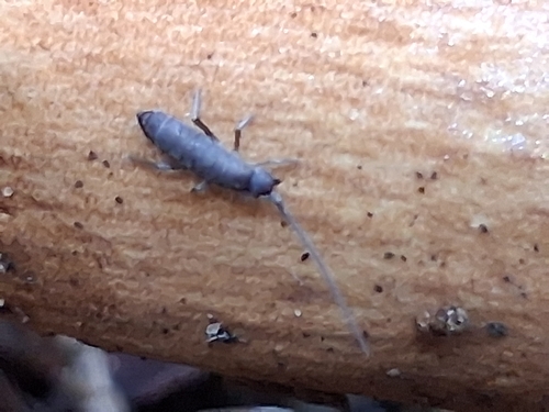 Pogonognathellus longicornis