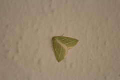 Synchlora bistriaria