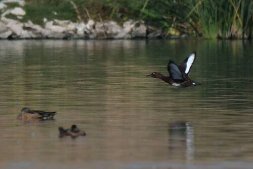 Ferruginous Duck
