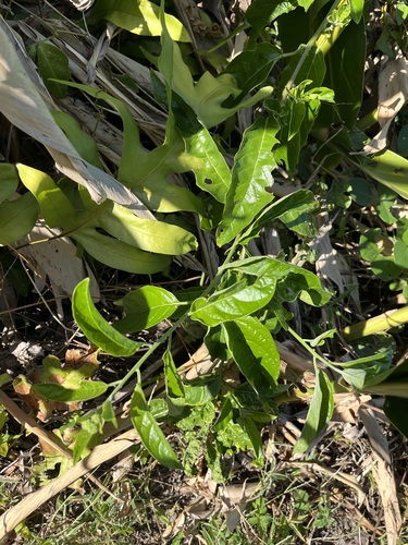 Heliotropium sarmentosum observed 2026-10-04