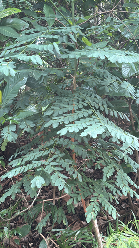 Adenanthera pavonina observed 2026-10-06