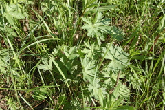 Geranium sylvaticum