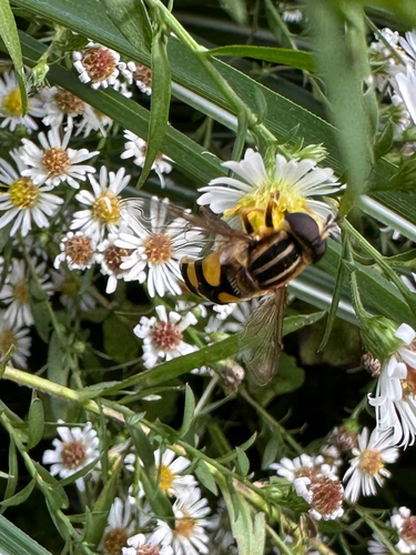 Narrow-headed Marsh Fly