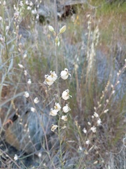 Streptanthus glandulosus albidus