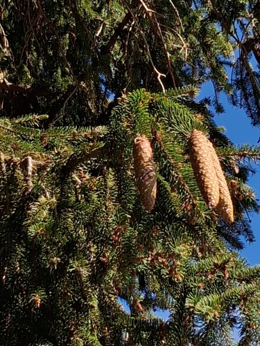 Norway spruce