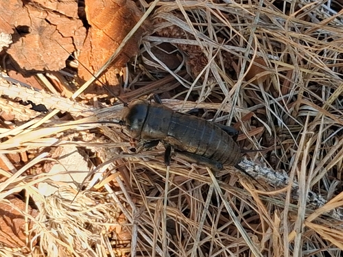 European Field Cricket