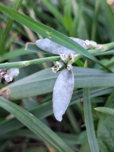Erysiphe polygoni