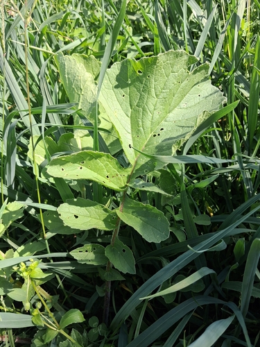 Wild radish