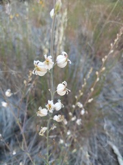 Streptanthus glandulosus albidus