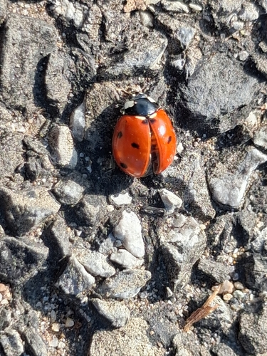 Seven-Spot Ladybird