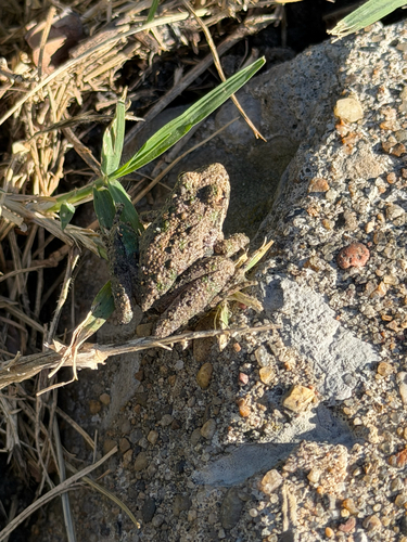 Blanchard's Cricket Frog