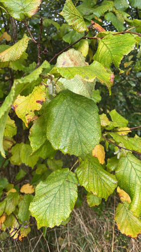 common hazel