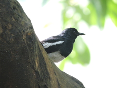Copsychus saularis