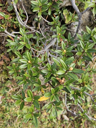 Rusty-leaved Alpenrose