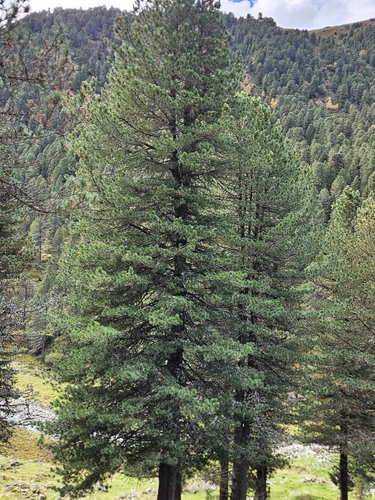 Swiss pine