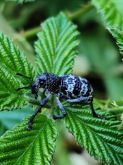 Aegorhinus superciliosus