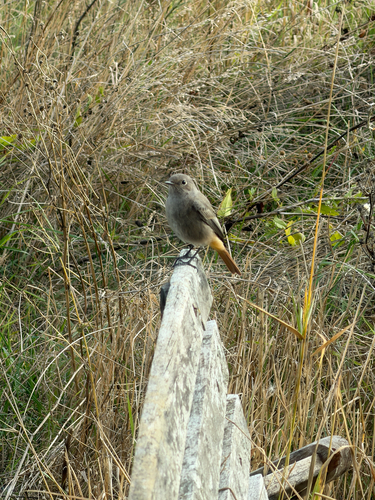 Black Redstart