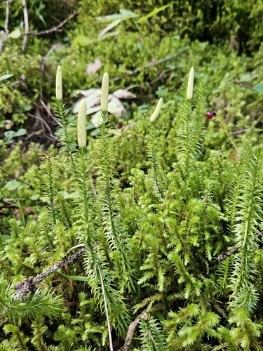 interrupted clubmoss