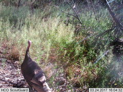 Meleagris gallopavo mexicana