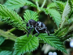 Aegorhinus superciliosus