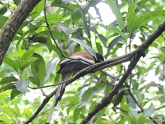 Dendrocitta vagabunda
