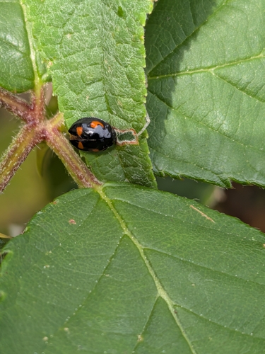 Pine Ladybird