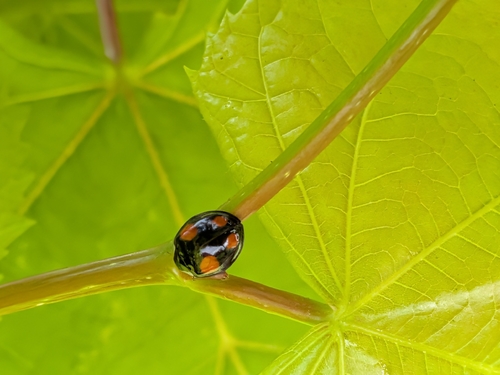 Asian Lady Beetle
