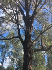 Eucalyptus macrorhyncha