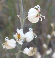 Streptanthus glandulosus albidus