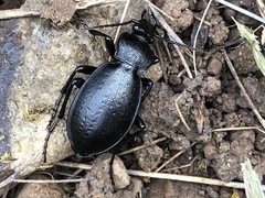 Carabus taedatus