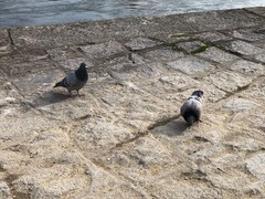 Columba livia domestica
