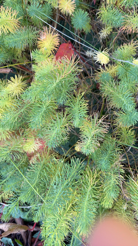 cypress spurge