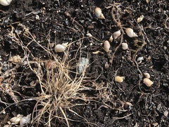 Ladislavella atkaensis